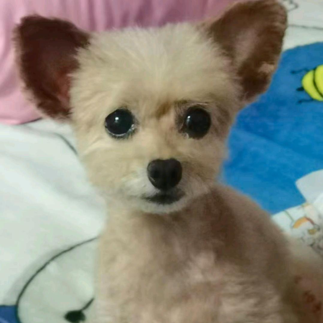 小敏