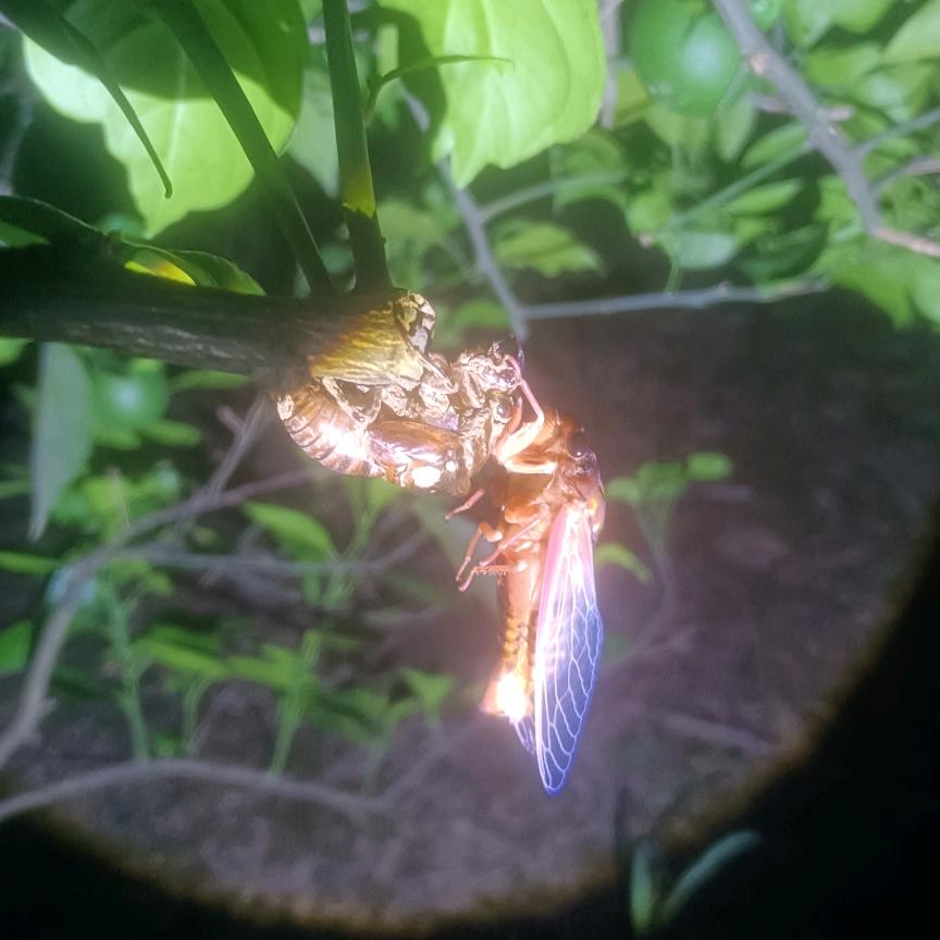 竹语虫香农场生鲜市集