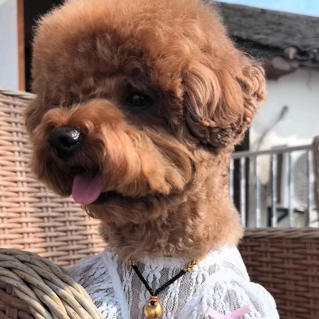 豆李 有糖🍬