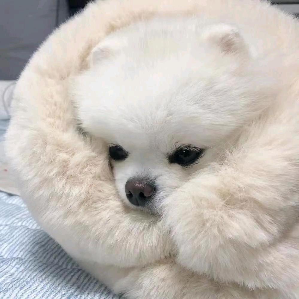 💞星语恋丹💫