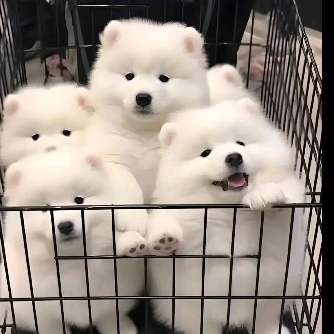 园园宠物生活馆