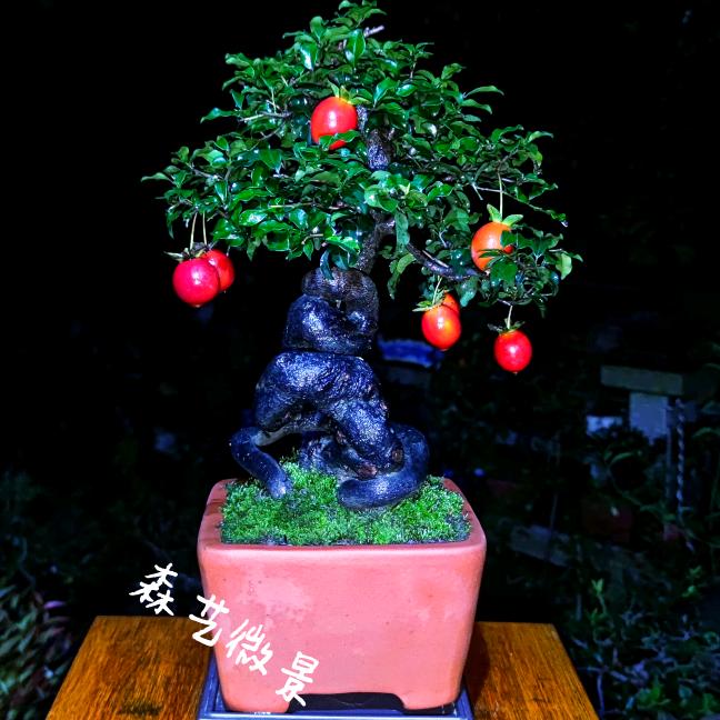 森艺微景金弹子