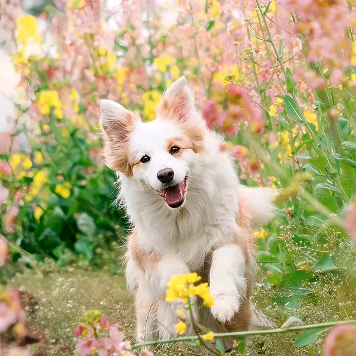 安芸