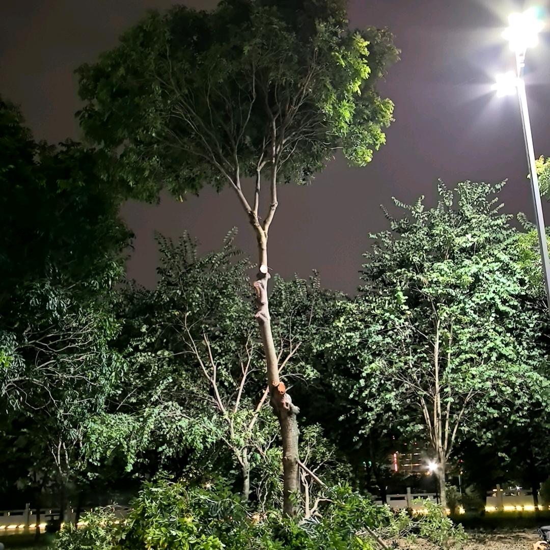 无情的年轮