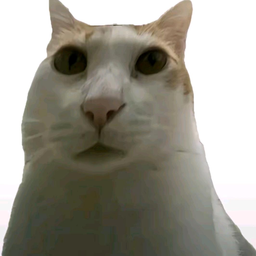 泡芙小狗