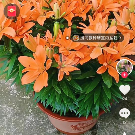 🌹🌹🌴🌴🌴头像
