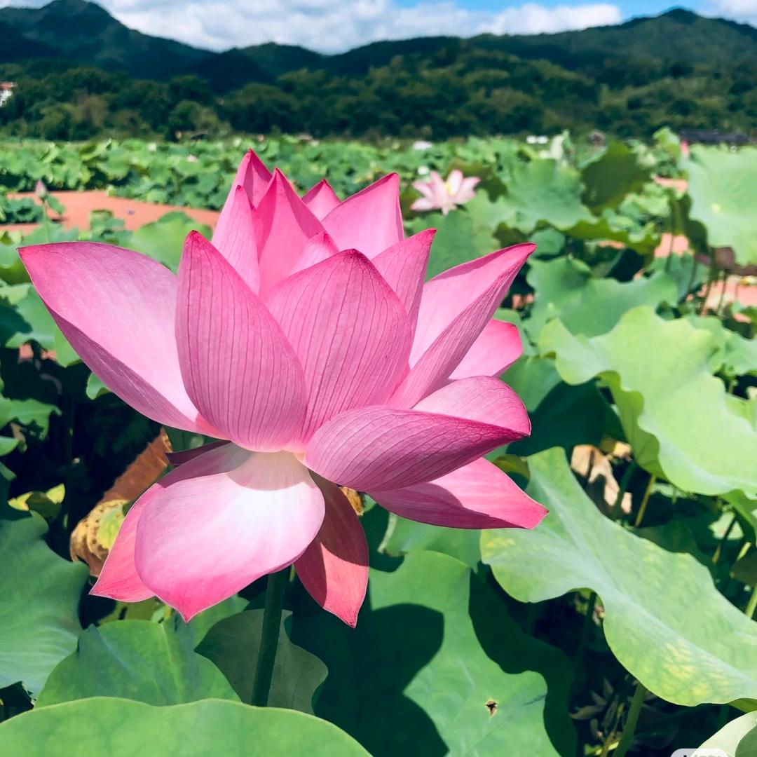 晚霞随笔