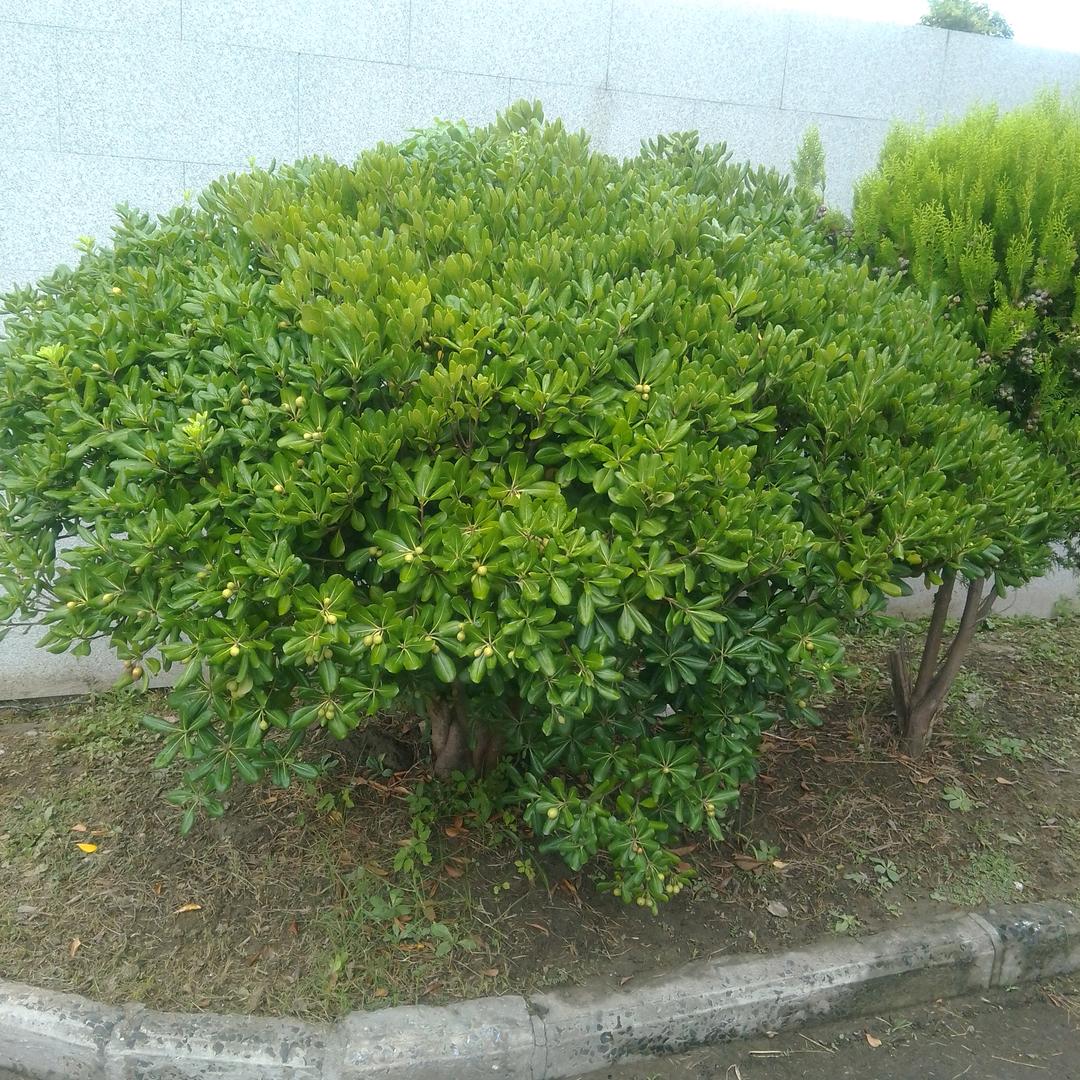 才气冲天
