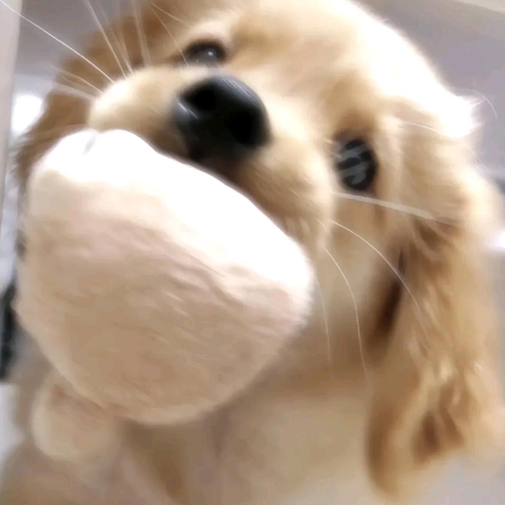 Buleonlyla.