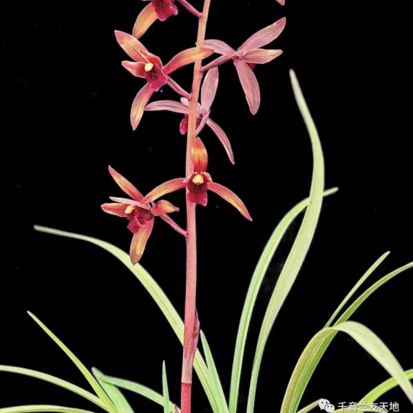 红尘客兰花基地