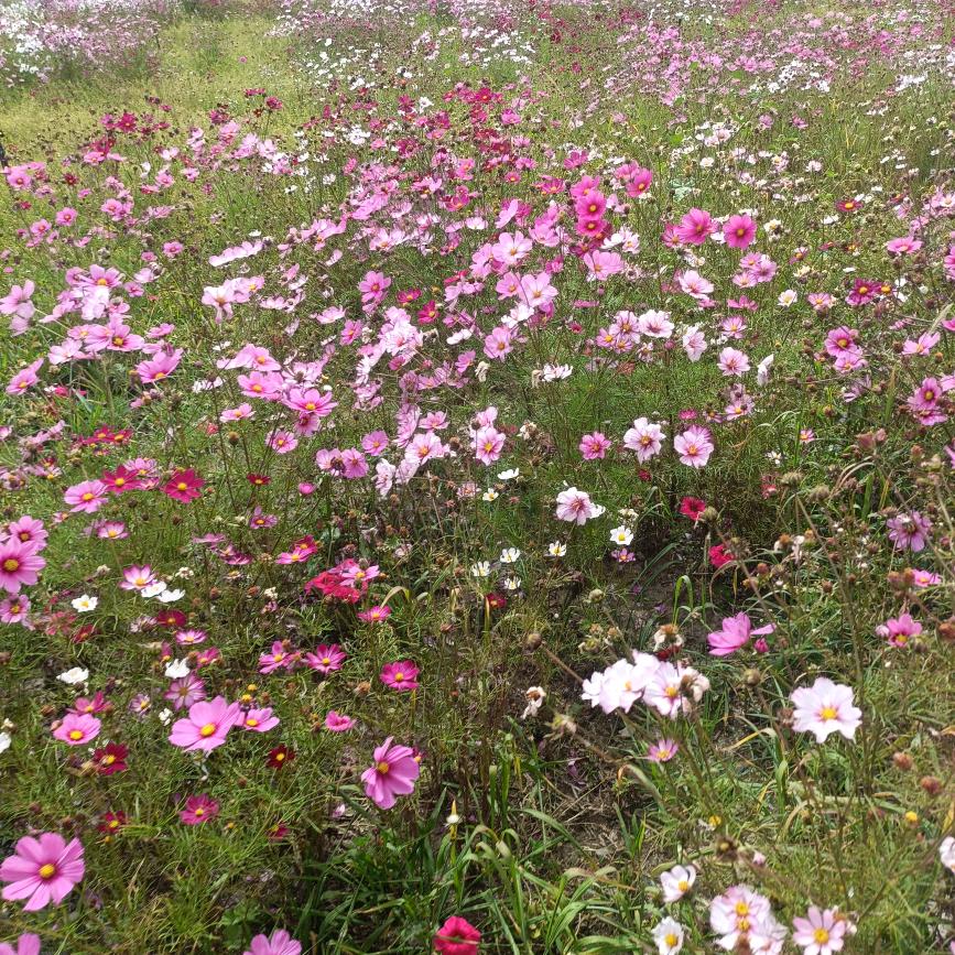 ₊⁺☁₊·Zhoʚ♡⃛ɞou🍀