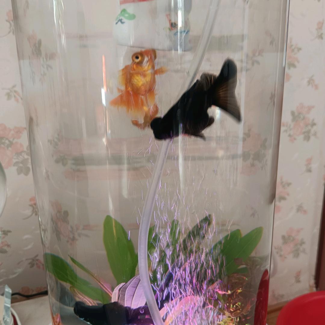 一生思念