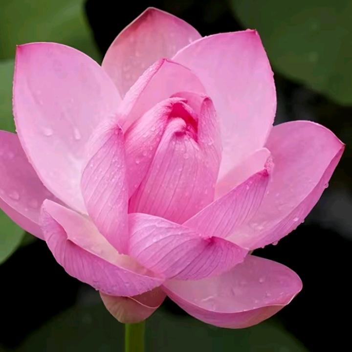 一生平安(67年)羊