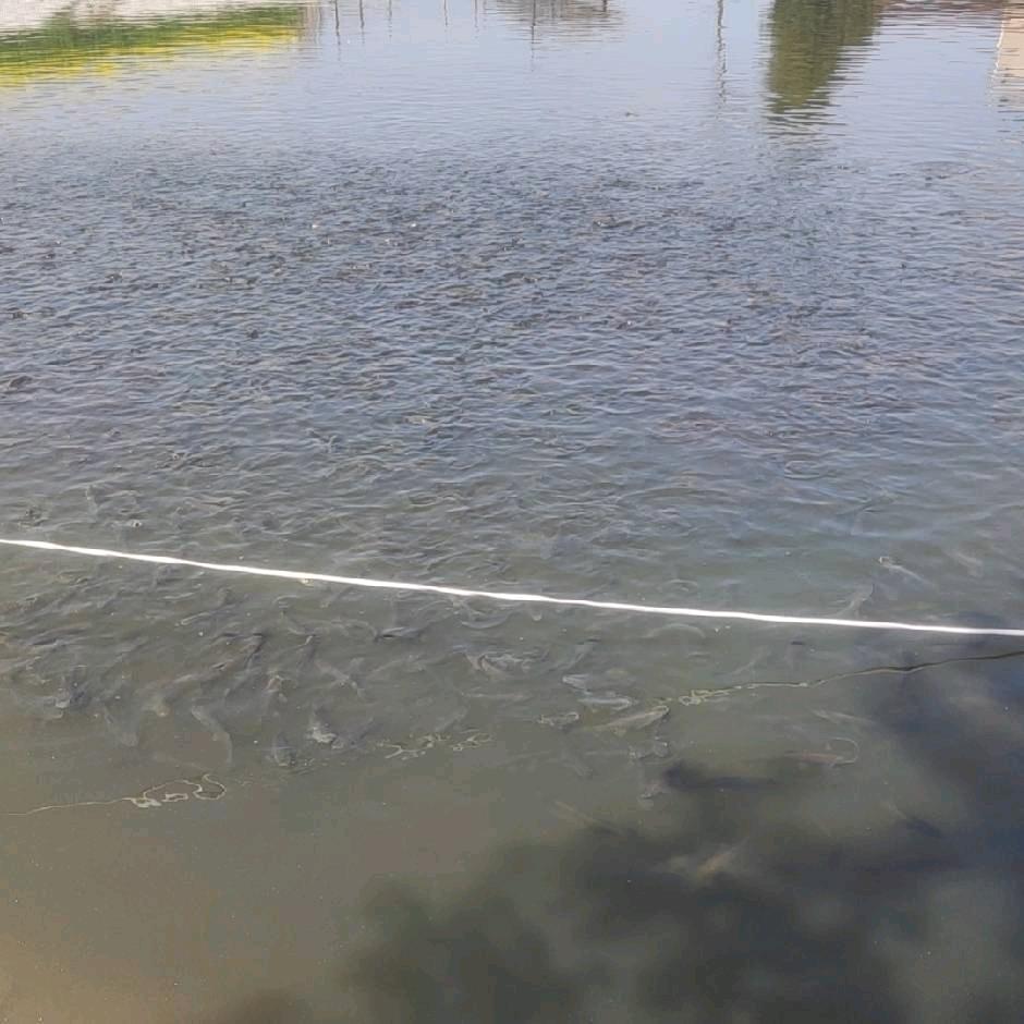 钓鱼侠水产养殖场（各种鱼苗，放钓鱼）