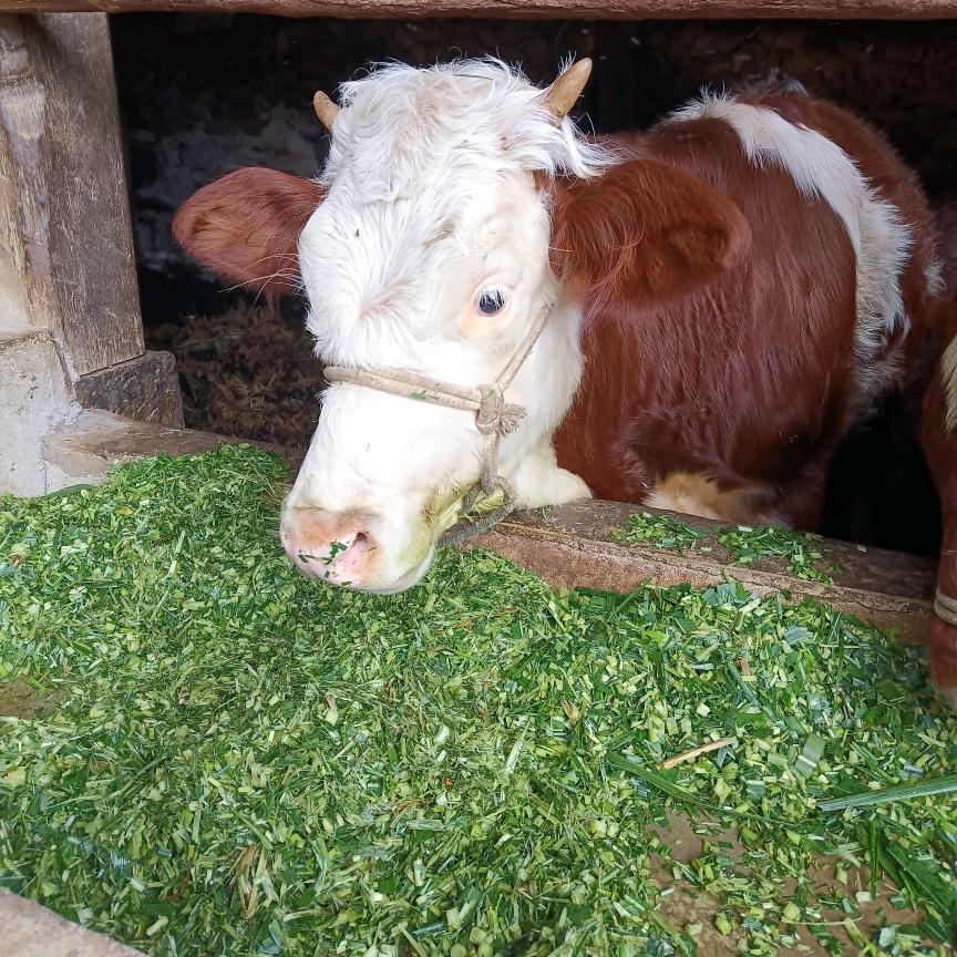 我姓刘却留不住你