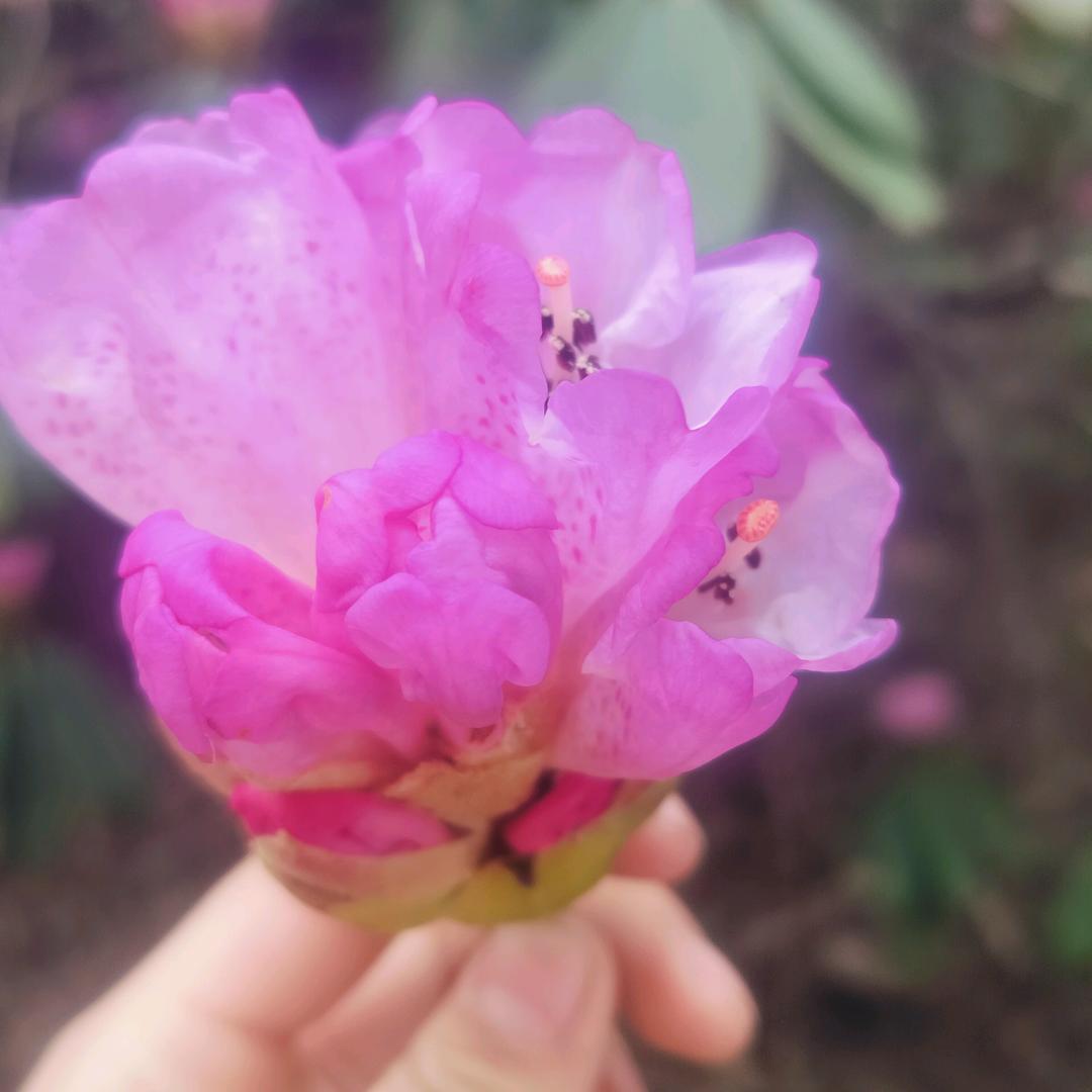 🦋余生有你❤️