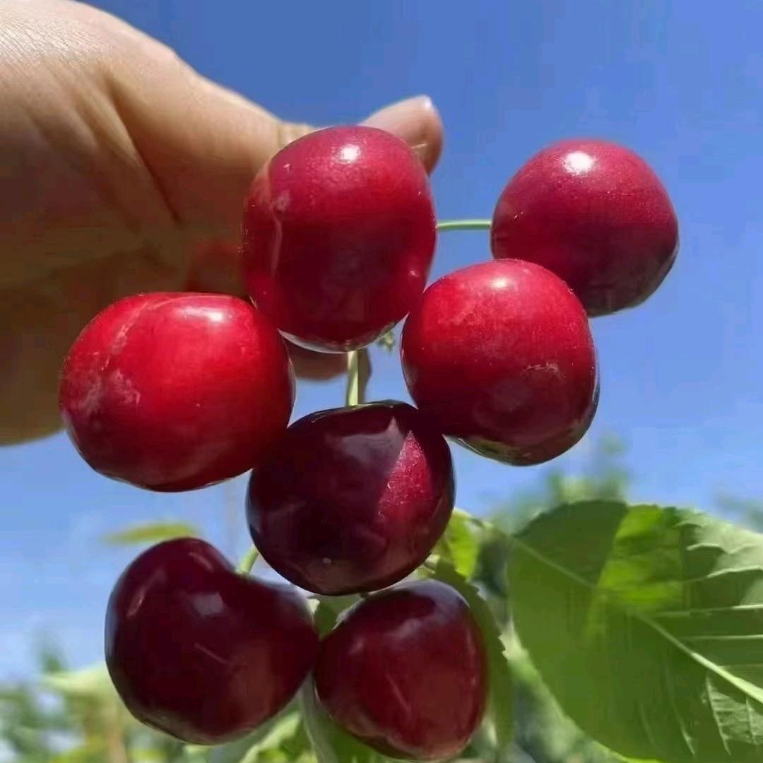 蒙珍珍