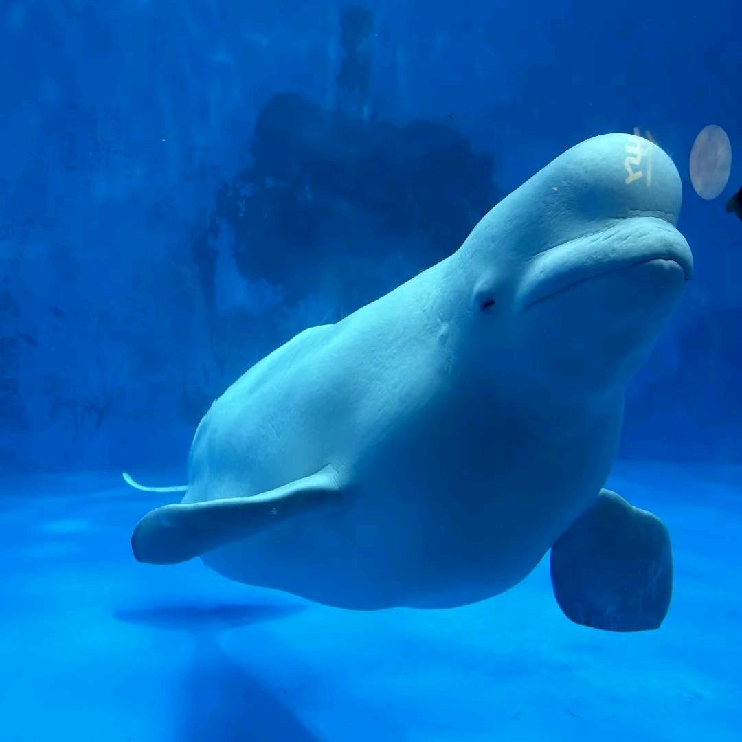 天津极地（团购）