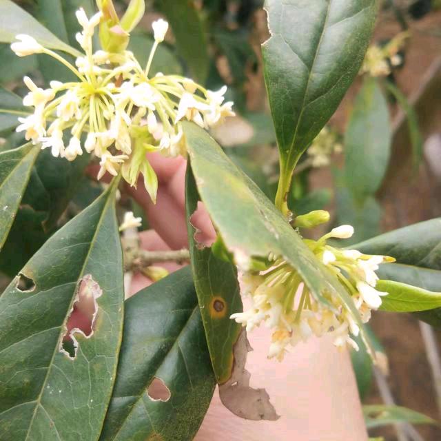 🍊🍊🍊💗💗🍓🍅