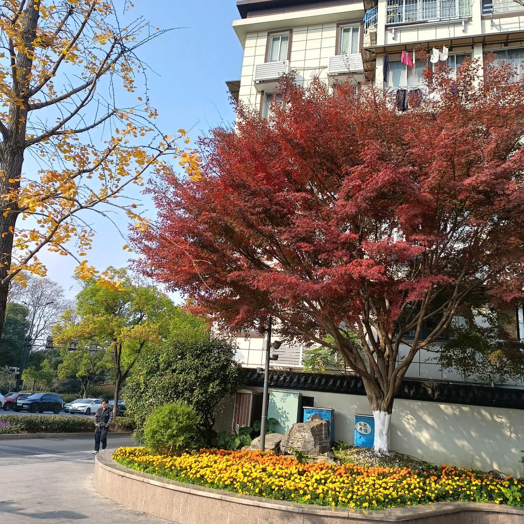 蓝梅果