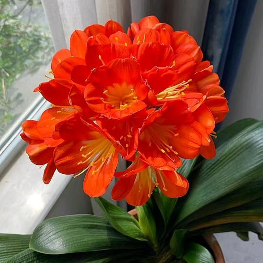 富贵花开