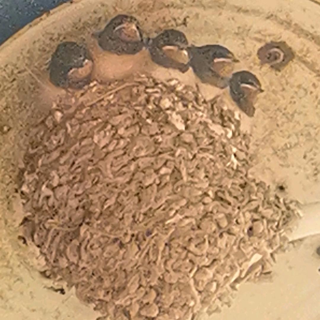 更新