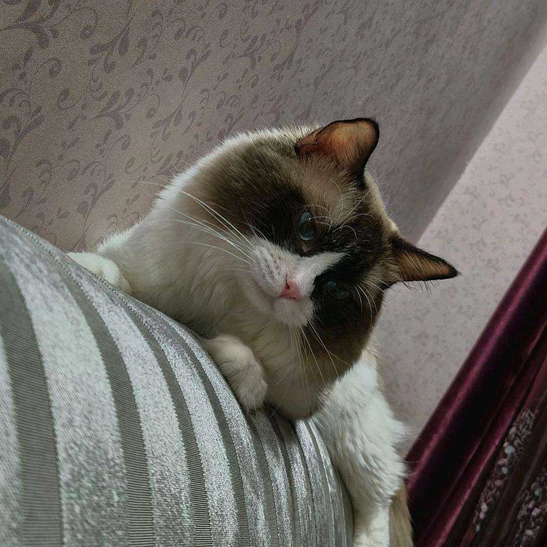 子秋