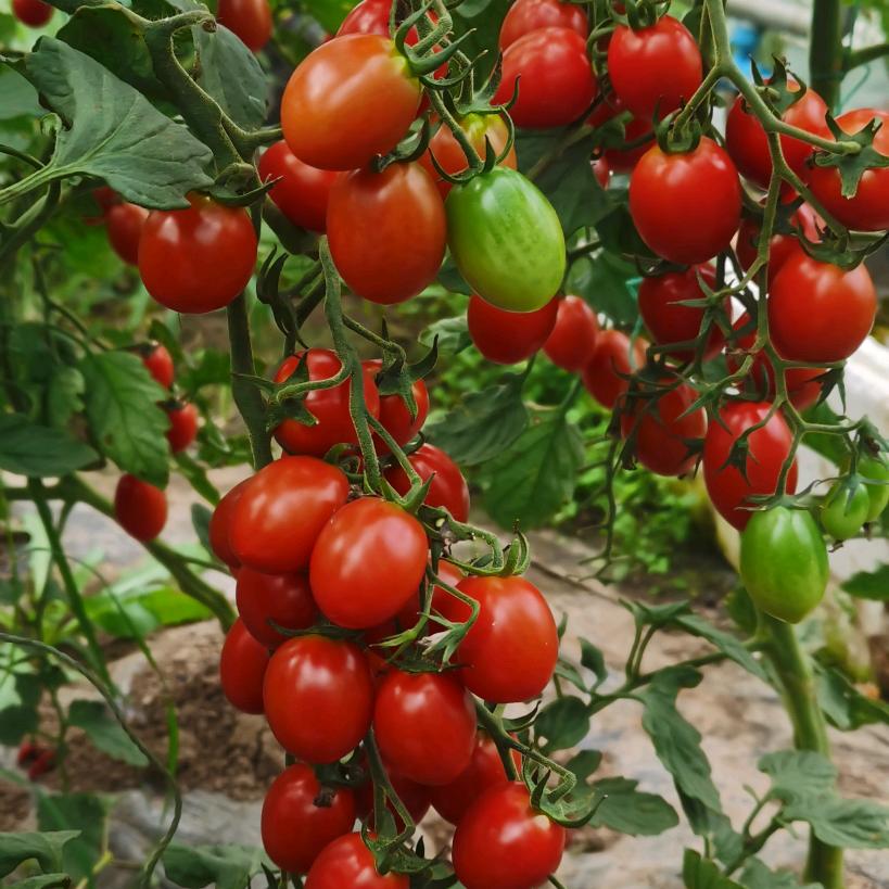 爱种番茄的新农人