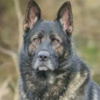 潍坊(顺诚犬业)