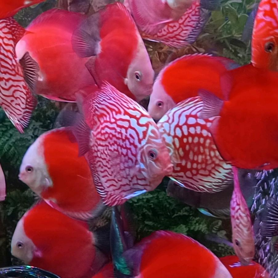 幸福玫瑰
