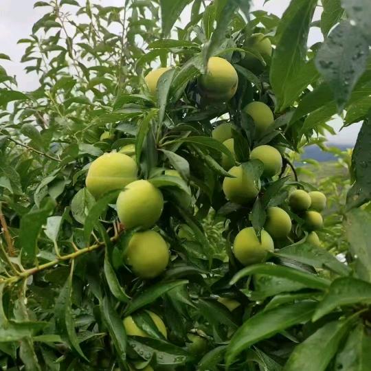 妻子的展馆，相公的荣耀