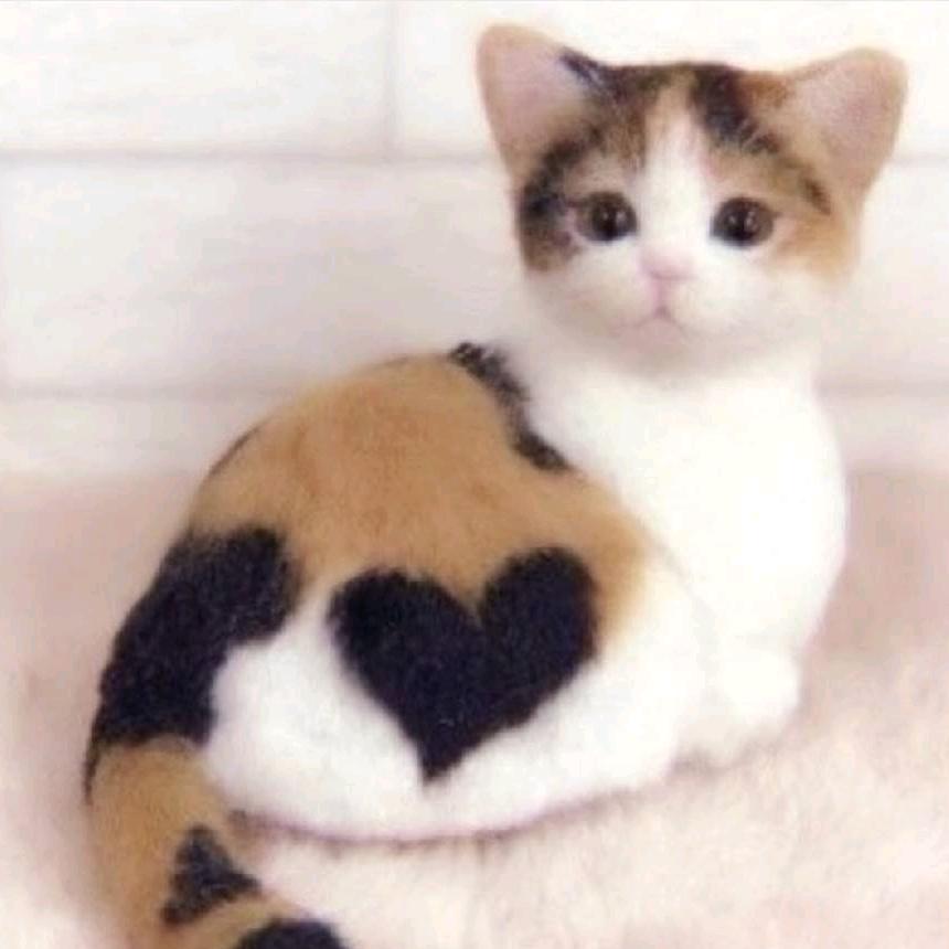 忧忧₌᳐･֊･₌᳐੭