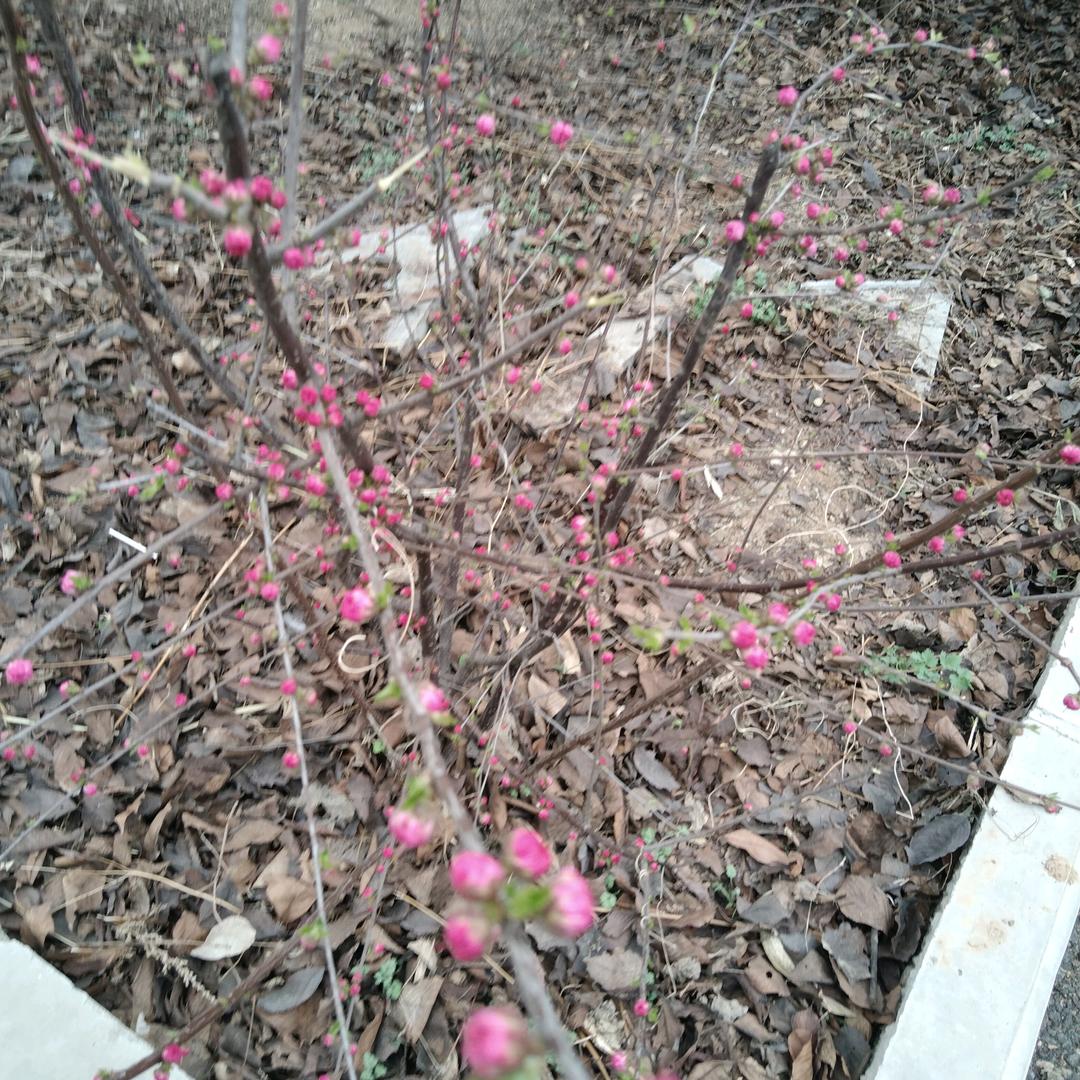 附近100米~~~珍珠