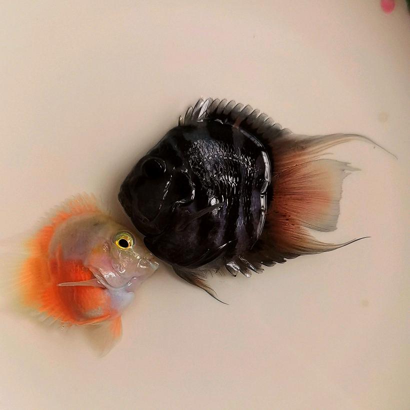 鱼友水族（迷你鹦鹉鱼）