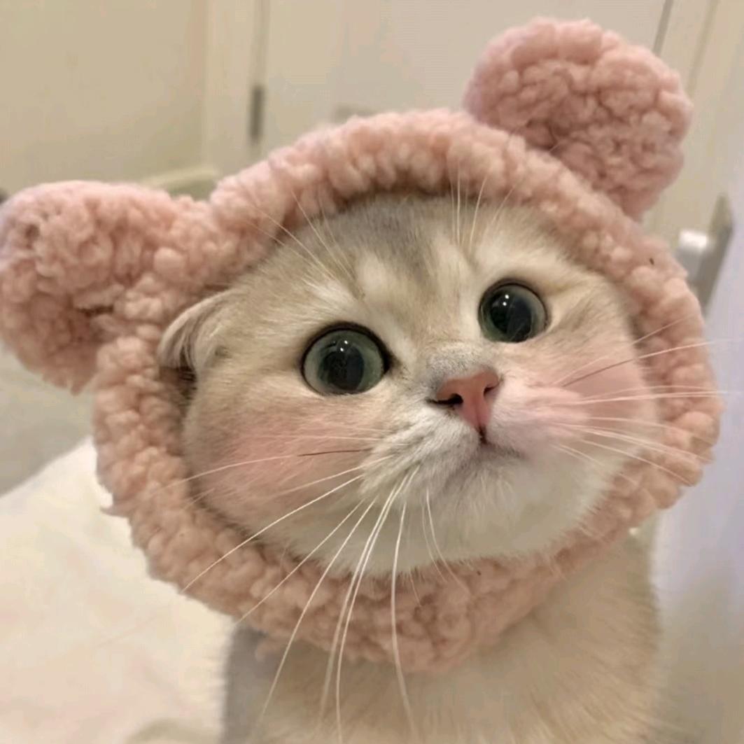 Zi🐯