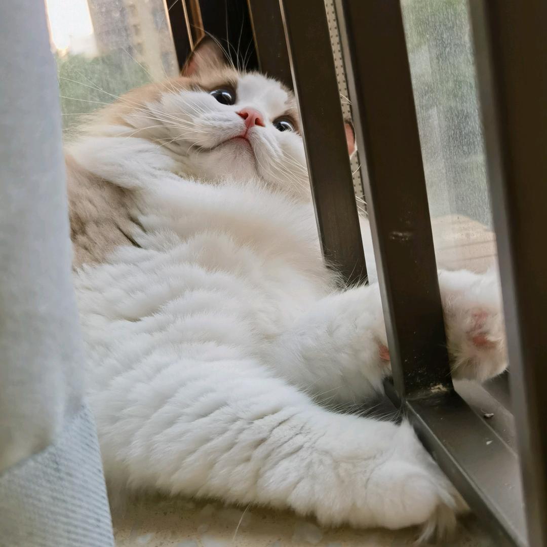 小青果