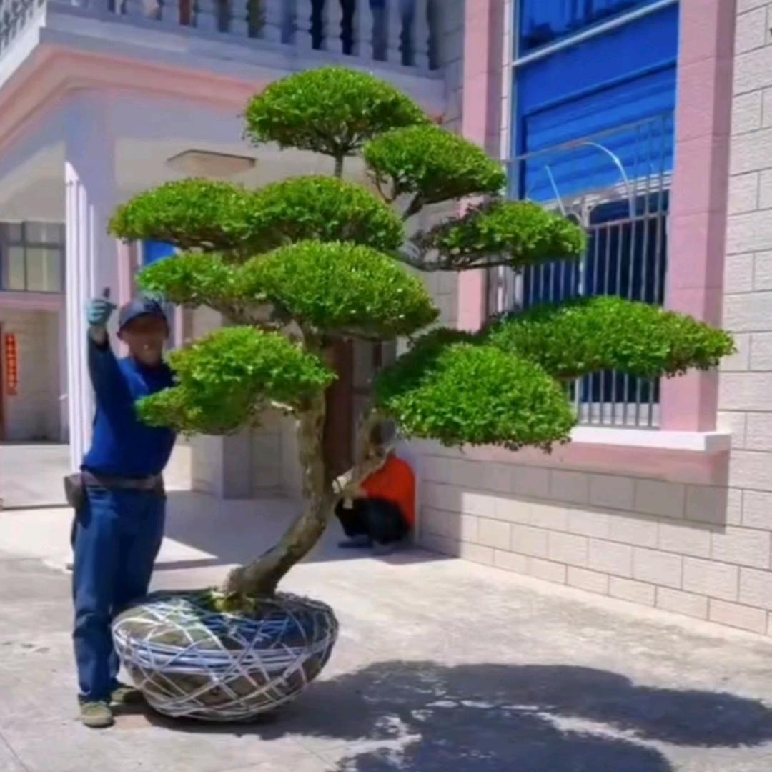 嘉卉源黄杨苗木场