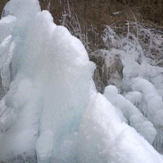 冰山上的雪莲