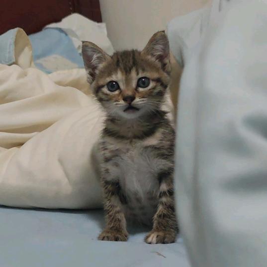 一天两包口味王