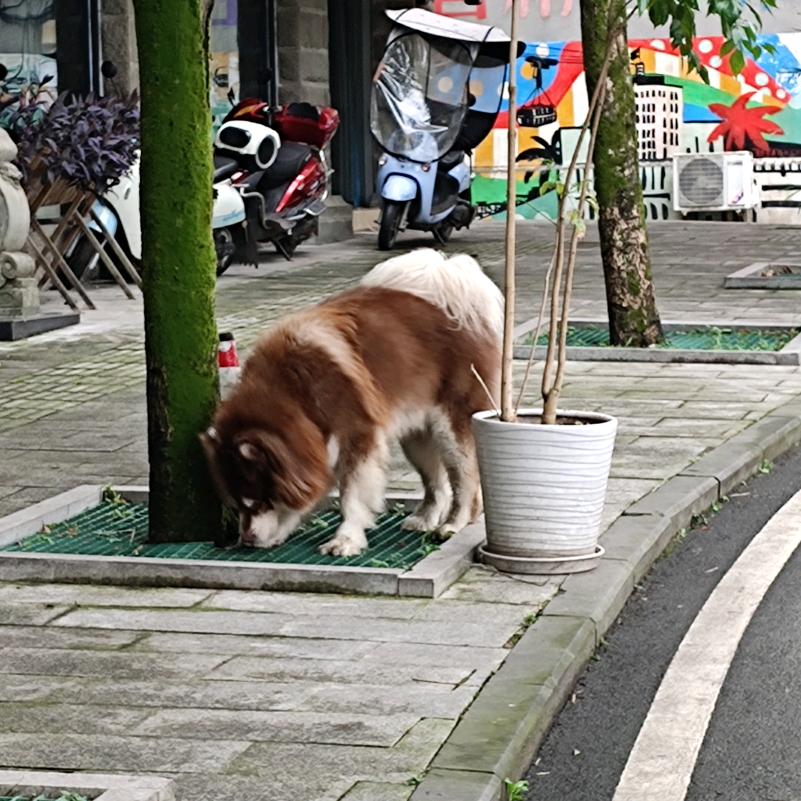 告白