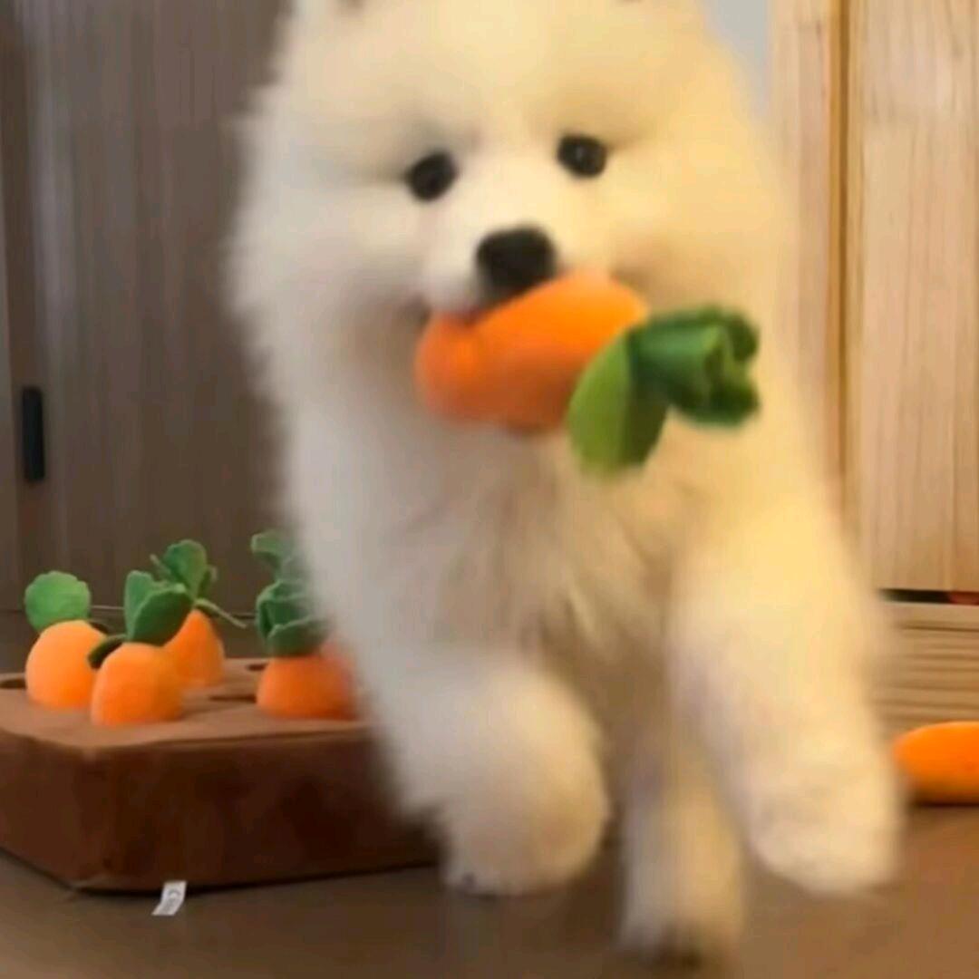 蝶昕