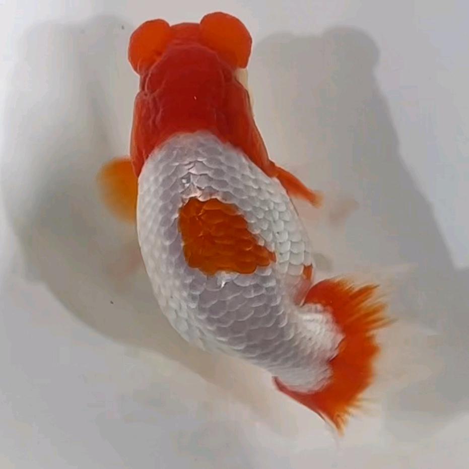 乐呵呵金鱼渔场