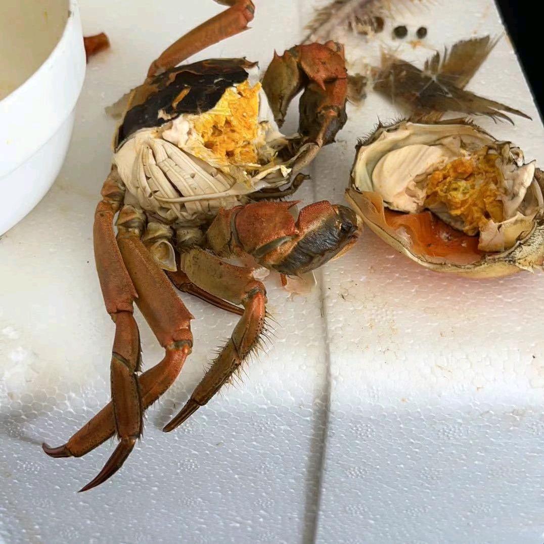 螃蟹批发零售