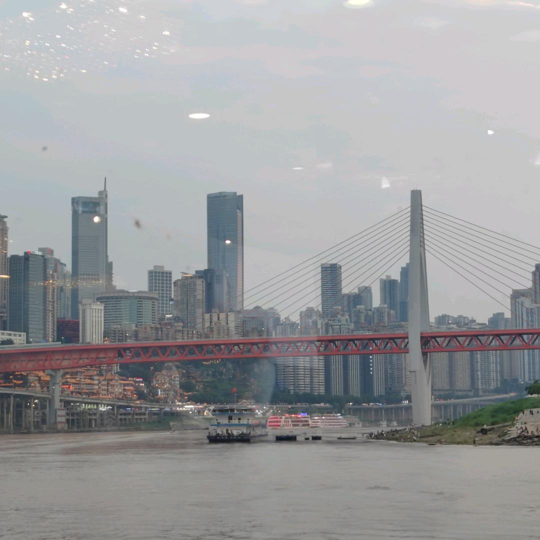 杨树