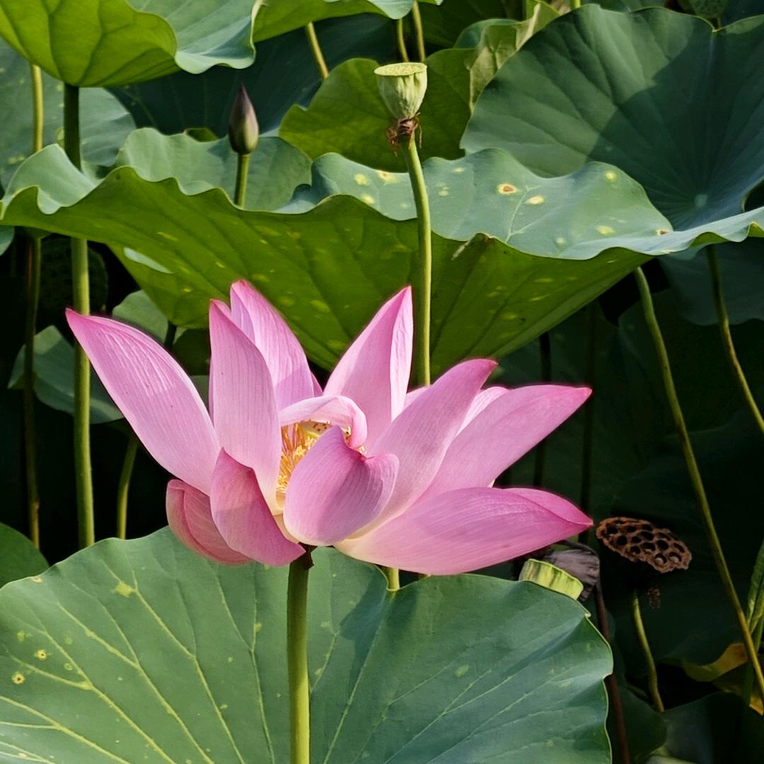 心平气荷(自律版)