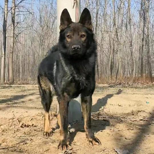 金泰犬舍