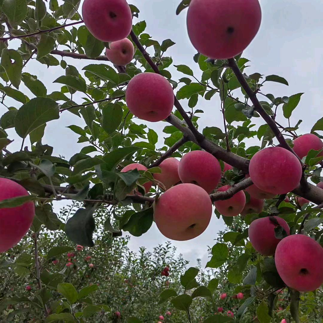 健康平安才是真