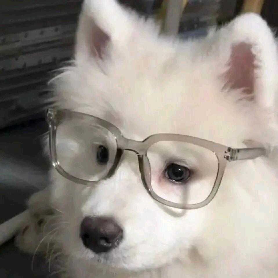 小猫十一