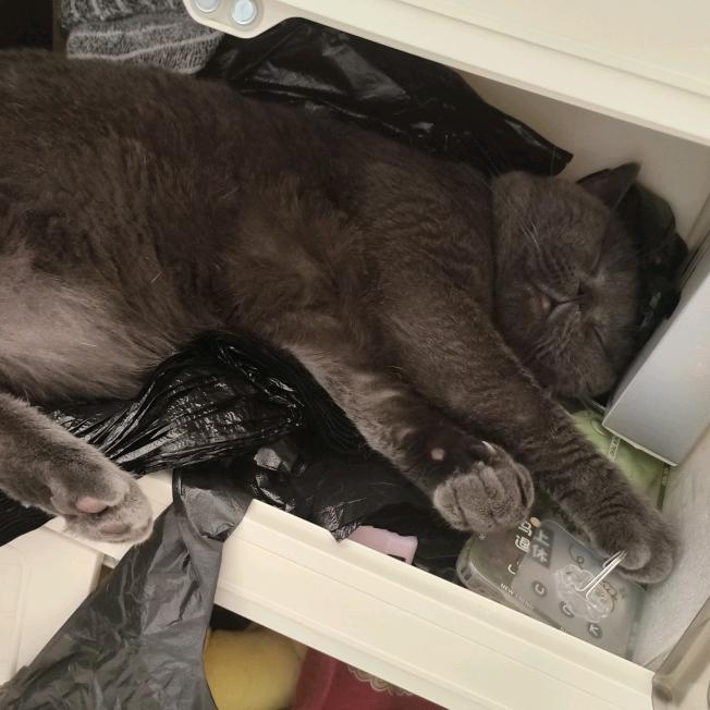 我和我的一家猫