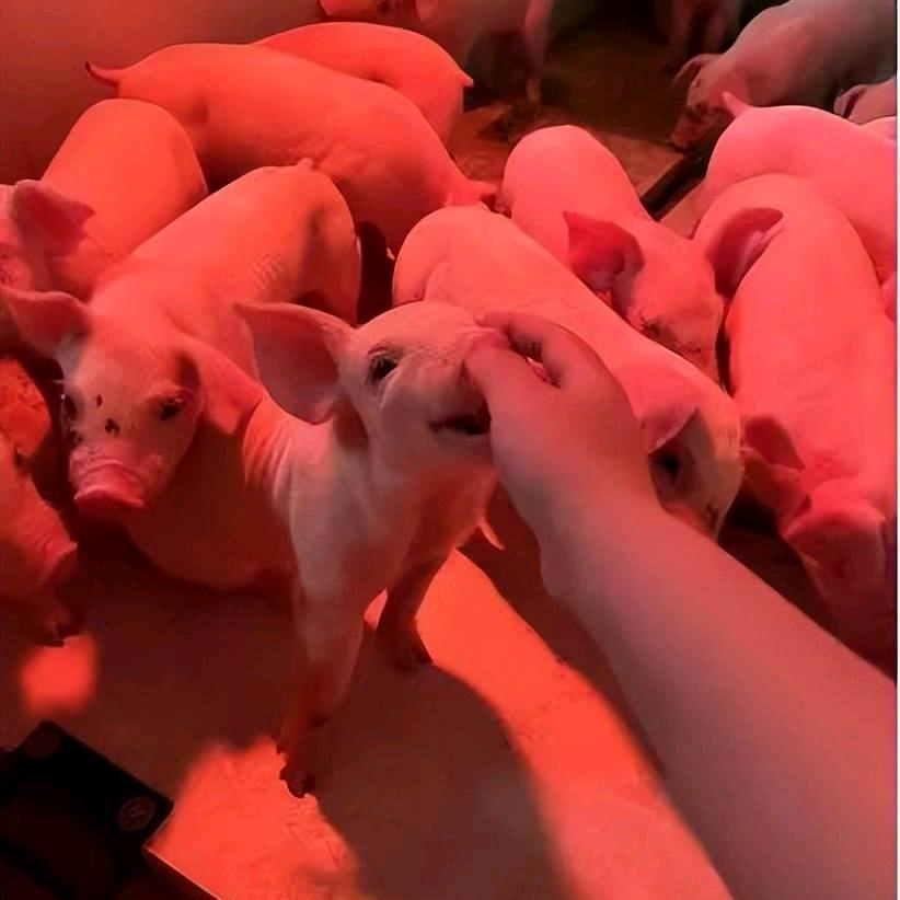 万鸿仔猪、猪苗批发出售